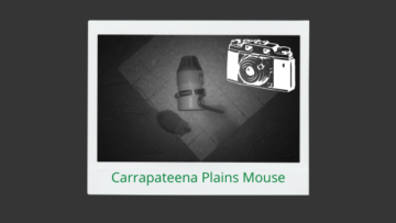 Plains Mouse detected at Carapateena