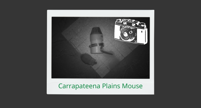 Plains Mouse detected at Carapateena