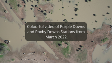 Purple Downs and Roxby Downs Stations - drone footage
