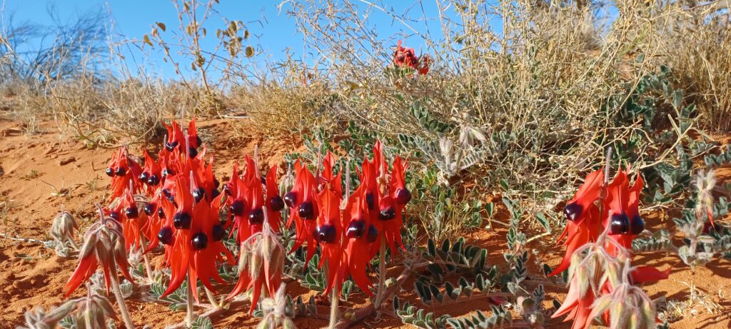 Home | Kokatha Aboriginal Corporation | Port Augusta