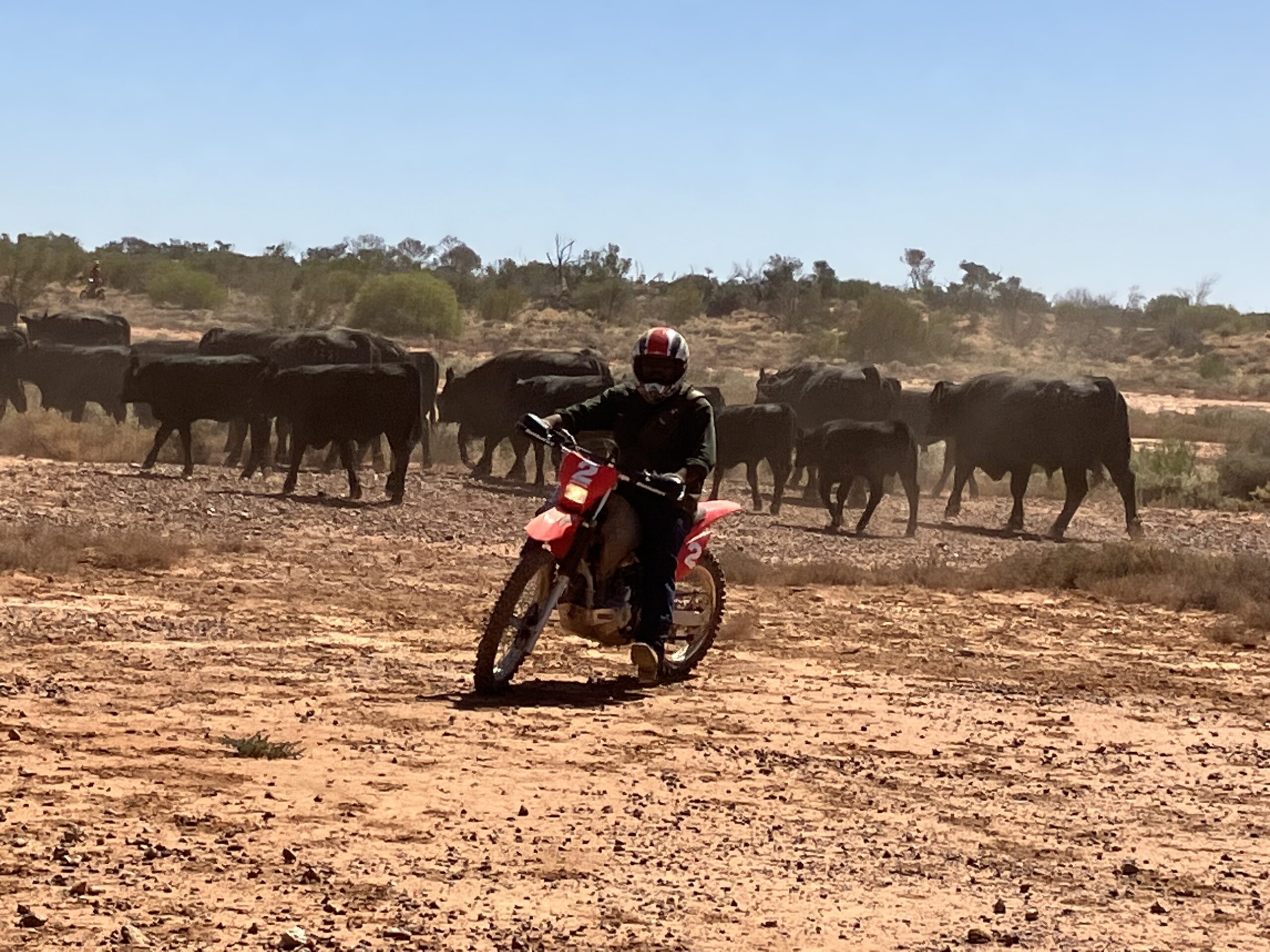 MUSTERING AT ANDAMOOKA STATION!