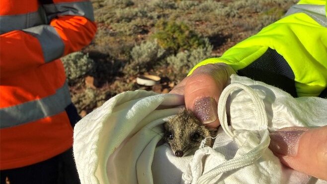 CARRAPATEENA SPRING ECOLOGY SURVEY